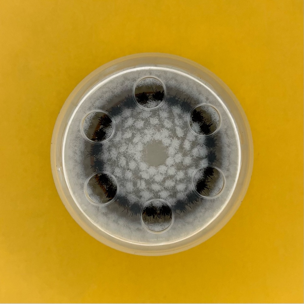 Clarisonic Sensitive Cleansing Facial Brush Head Replacement